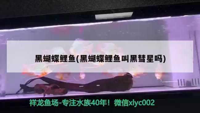 黑蝴蝶鯉魚(黑蝴蝶鯉魚叫黑彗星嗎) 黑蝴蝶鯉魚(黑蝴蝶鯉魚叫黑彗星嗎) 觀賞魚百科