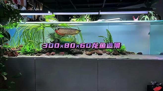 龍魚缸的裝飾物有哪些推薦 龍魚缸的裝飾物有哪些推薦 龍魚百科 第9張