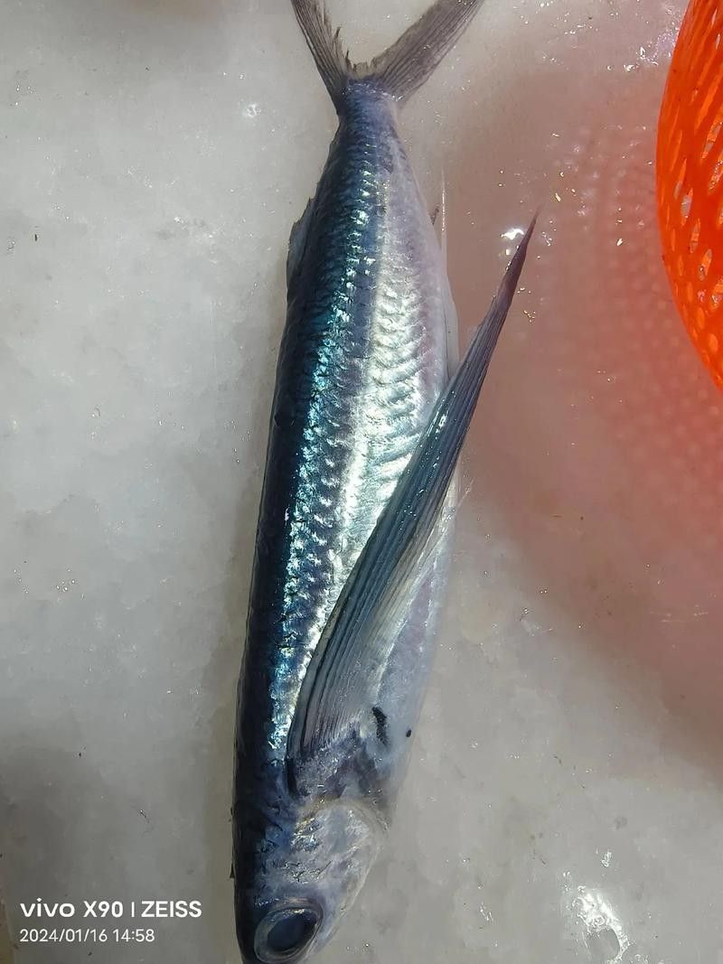 哪里可以買到新鮮的海底飛龍魚