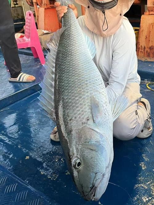 哪里可以買到新鮮的海底飛龍魚
