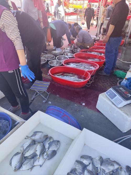 哪里可以買到新鮮的海底飛龍魚