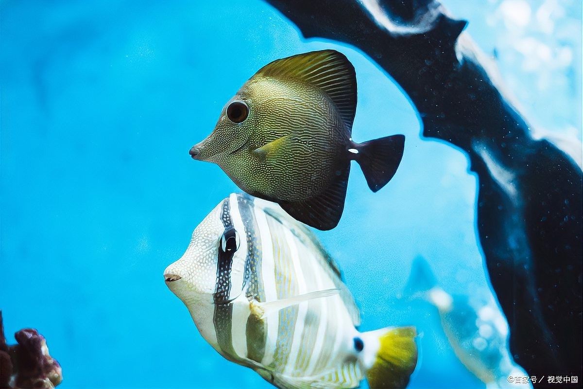虎皮恐龍魚多久喂一次 虎皮恐龍魚多久喂一次 龍魚百科 第4張