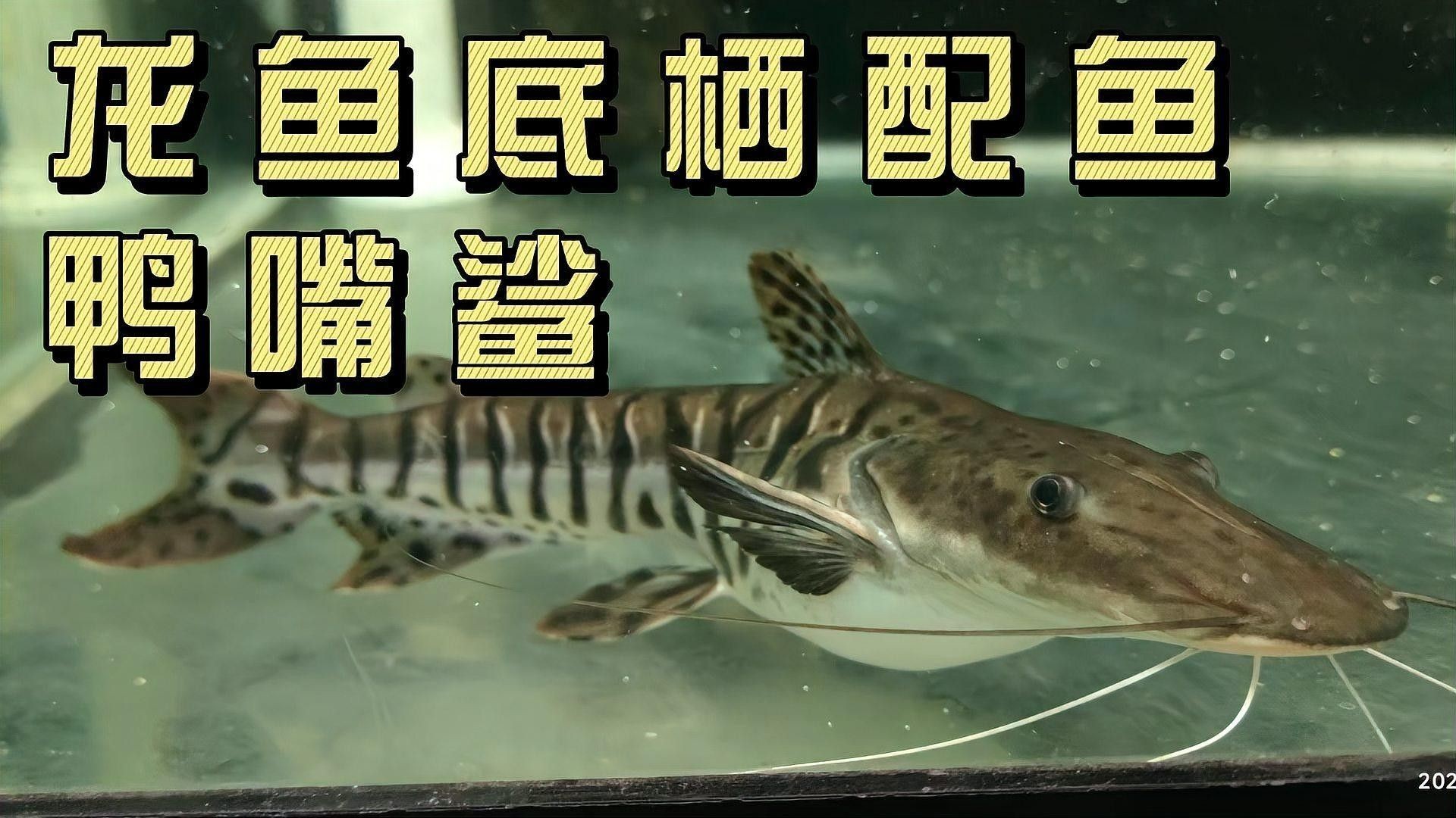斑馬鴨嘴和龍魚的食物沖突嗎？