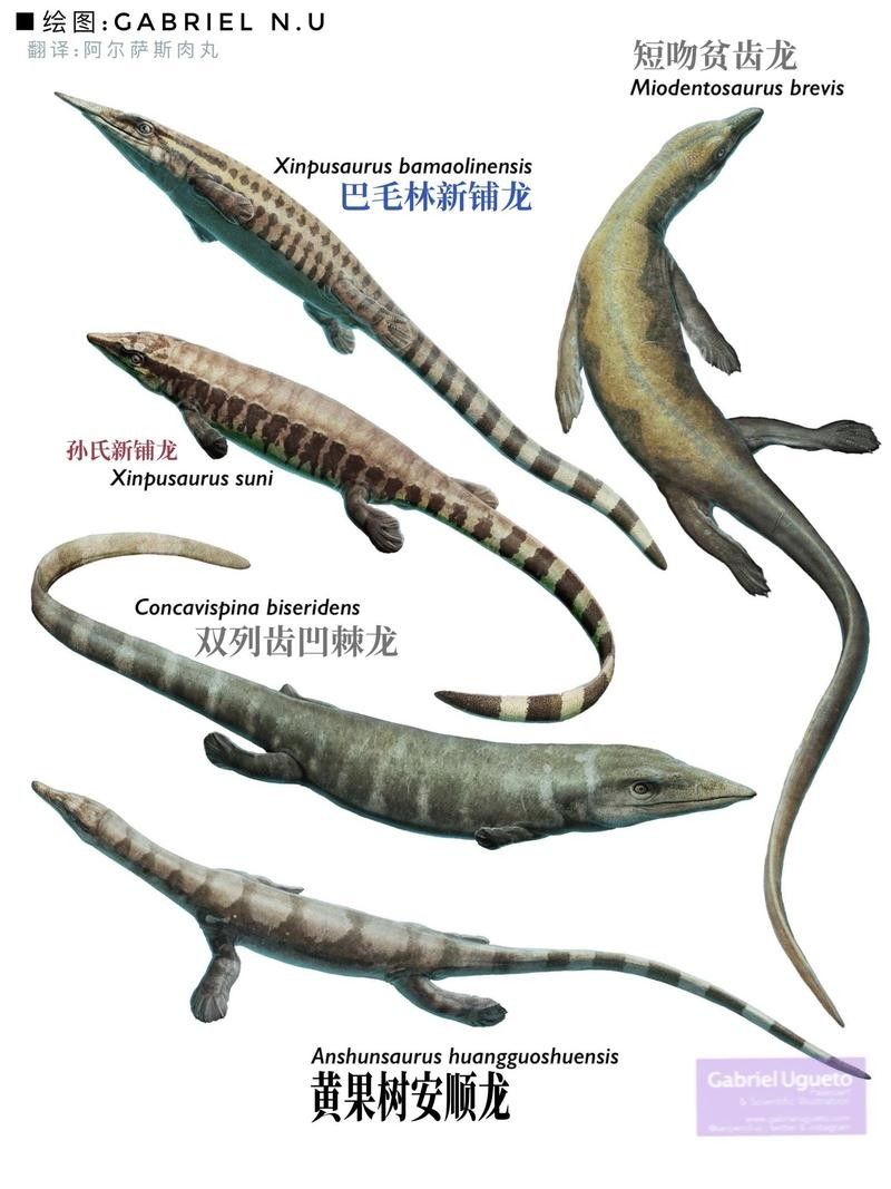 如何挑選高質量的六角海龍？