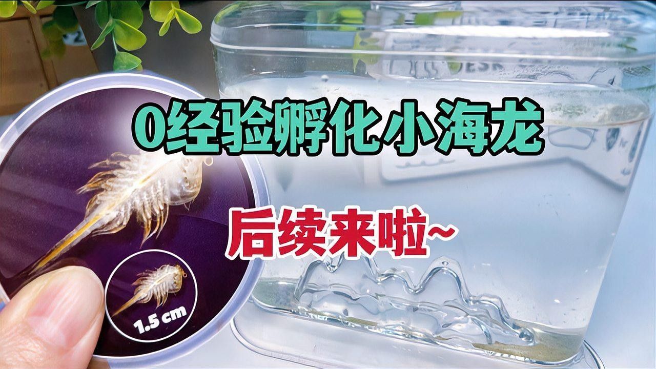 如何挑選高質量的六角海龍？
