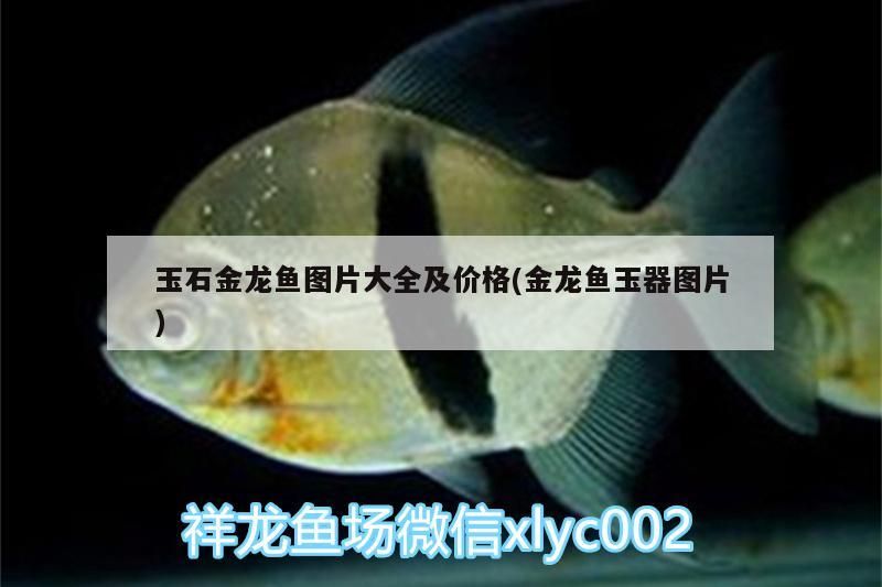 玉石金龍魚圖片大全及價格(金龍魚玉器圖片)