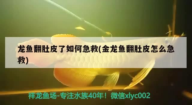 鰓腫脹變大是由于多種原因引起的，魚鰓病癥狀對照表，如何治療魚鰓腫脹