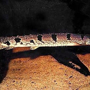 還有哪些恐龍魚品種（世界上最大的魚類之一，巨型鯨鯊（squalus））