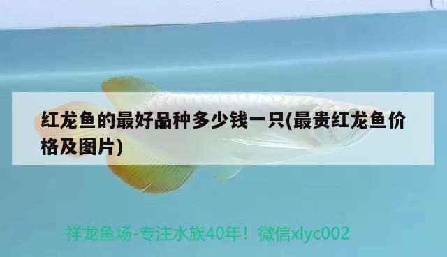 紅龍魚的最好品種多少錢一只(最貴紅龍魚價格及圖片)（紅龍魚最好品種多少錢一只紅龍魚的最好品種多少錢一只）