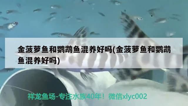 龍魚干蝦有營養嗎 金菠蘿魚和鸚鵡魚混養好嗎(金菠蘿魚和鸚鵡魚混養好嗎) 觀賞魚百科 金菠蘿魚和鸚鵡魚混養好嗎(金菠蘿魚和鸚鵡魚混養好嗎) 金菠蘿魚和鸚鵡魚混養好嗎(金菠蘿魚和鸚鵡魚混養好嗎) 觀賞魚百科