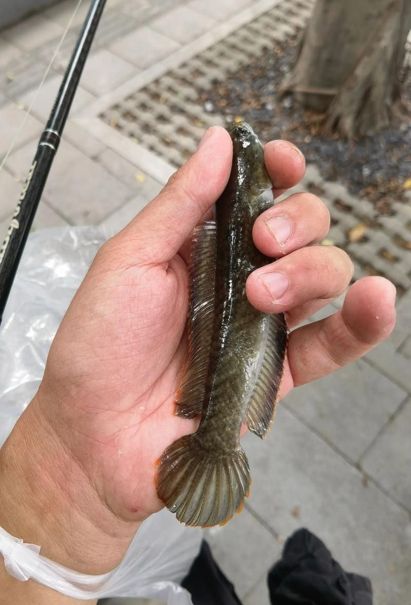 南鱧和真言鱧哪個更好養（南鱧和真言鱧養殖難度和注意事項）