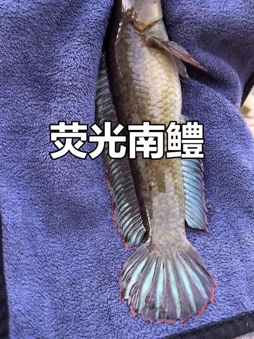 南鱧和真言鱧哪個更好養（南鱧和真言鱧養殖難度和注意事項）