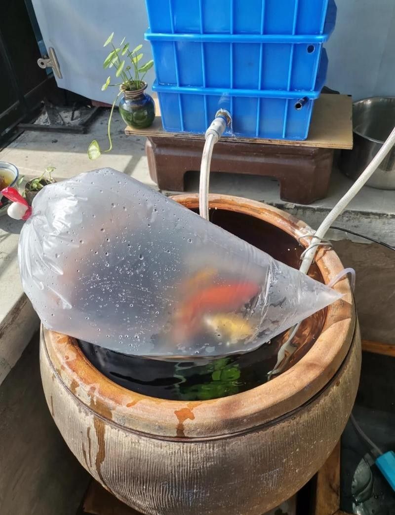 紅龍魚檢疫后多久入缸（紅龍魚檢疫后入缸時間）