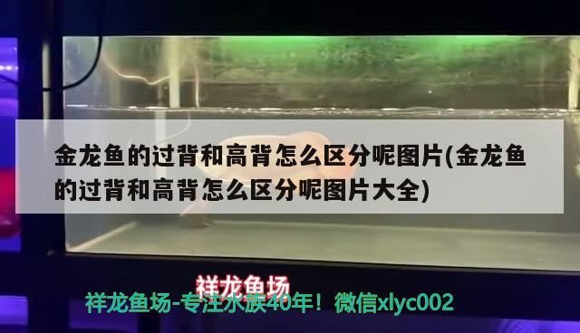 金龍魚的過背和高背怎么區分呢圖片(金龍魚的過背和高背怎么區分呢圖片大全)（過背金龍魚和高背金龍魚的區別）