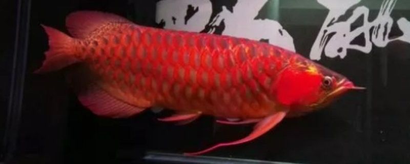 龍魚炸鱗后多久會開始惡化