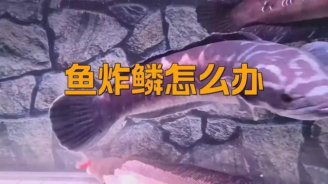龍魚炸鱗后多久會開始惡化
