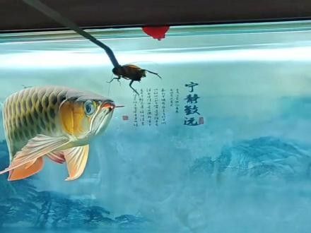 春節(jié)期間龍魚寄養(yǎng)價格會漲多少