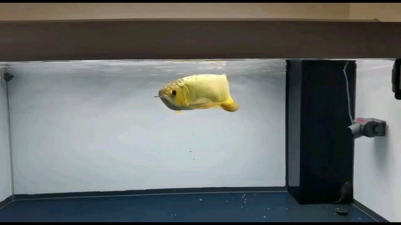中國有沒有龍魚品種圖片( 中國有沒有龍魚品種圖片及名稱)