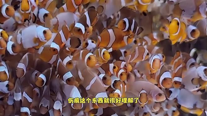 如何判斷新魚是否健康（如何判斷一條健康的魚） 如何判斷新魚是否健康（如何判斷一條健康的魚） 龍魚百科 第1張