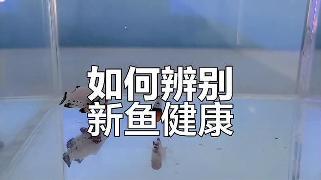 如何判斷新魚是否健康（如何判斷一條健康的魚） 如何判斷新魚是否健康（如何判斷一條健康的魚） 龍魚百科 第5張