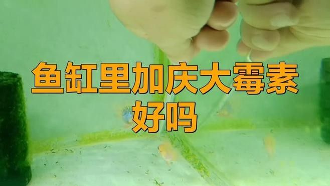 慶大霉素對金龍魚有哪些副作用（慶大霉素對金龍魚有什么副作用）