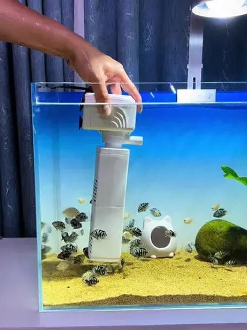 推薦幾款適合火龍魚的過濾器（幾款適合火龍魚的過濾器推薦）