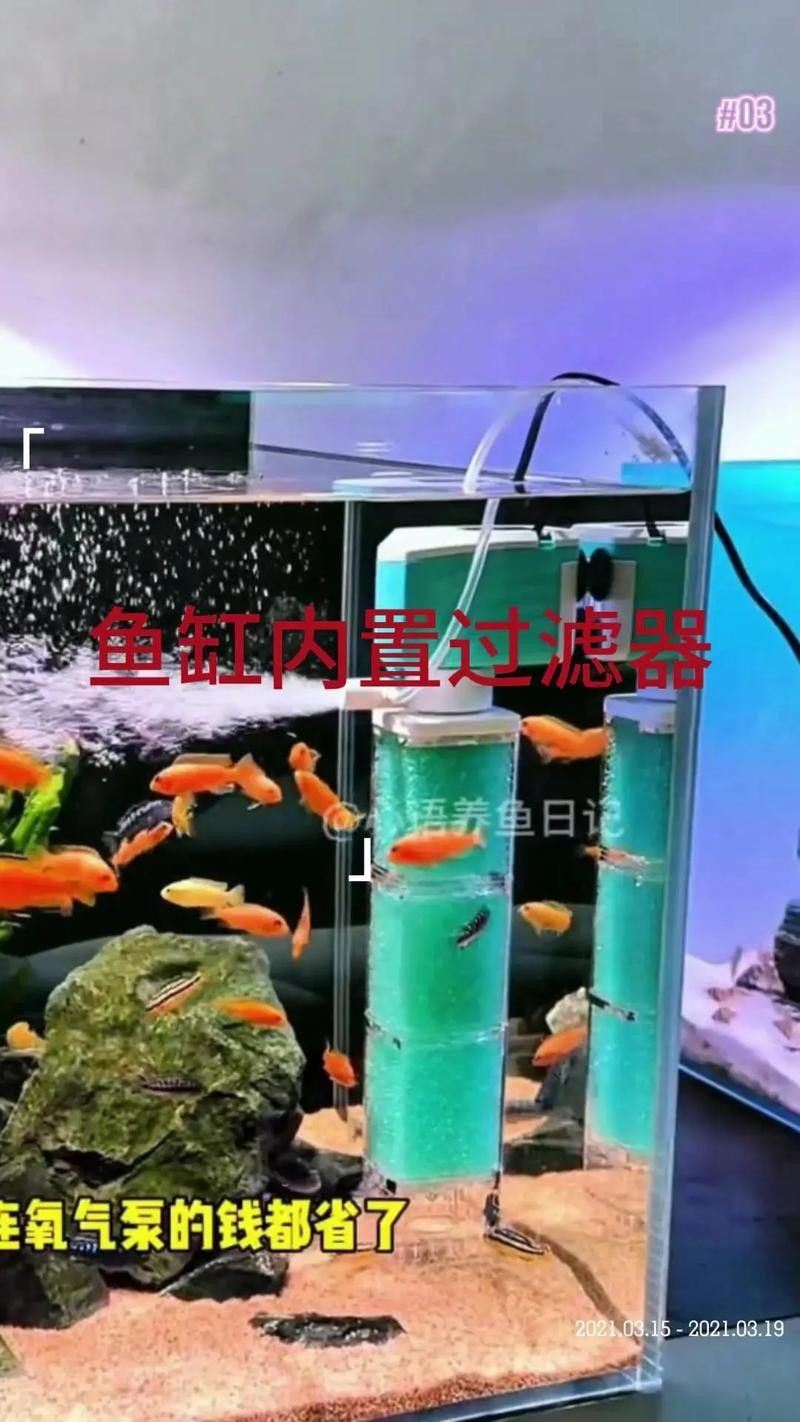 推薦幾款適合火龍魚的過濾器（幾款適合火龍魚的過濾器推薦）