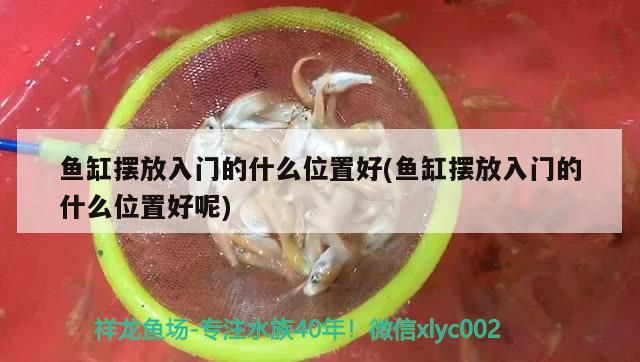 魚缸擺放入門的什么位置好(魚缸擺放入門的什么位置好呢)