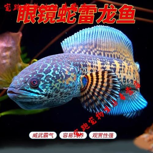 黃金眼鏡蛇雷龍魚的價格范圍（黃金眼鏡蛇雷龍魚價格） 黃金眼鏡蛇雷龍魚的價格范圍（黃金眼鏡蛇雷龍魚價格） 龍魚百科 第1張