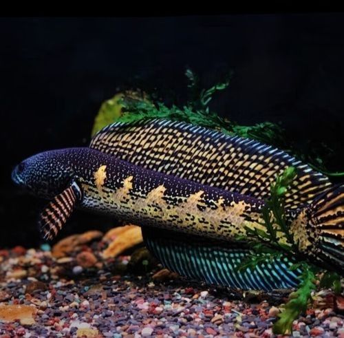 黃金眼鏡蛇雷龍魚的價格范圍（黃金眼鏡蛇雷龍魚價格） 黃金眼鏡蛇雷龍魚的價格范圍（黃金眼鏡蛇雷龍魚價格） 龍魚百科 第2張