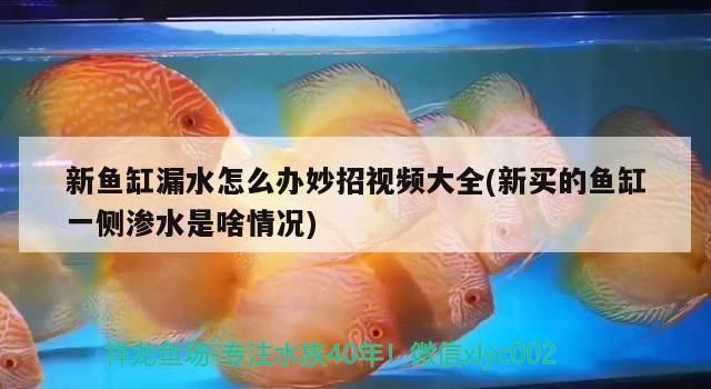 新魚缸漏水怎么辦妙招視頻大全(新買的魚缸一側(cè)滲水是啥情況)（新買的魚缸漏水怎么辦）