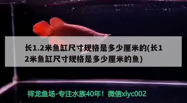 長(zhǎng)1.2米魚缸尺寸規(guī)格是多少厘米的(長(zhǎng)12米魚缸尺寸規(guī)格是多少厘米的魚)（長(zhǎng)1.2米魚缸尺寸規(guī)格是多少厘米的）