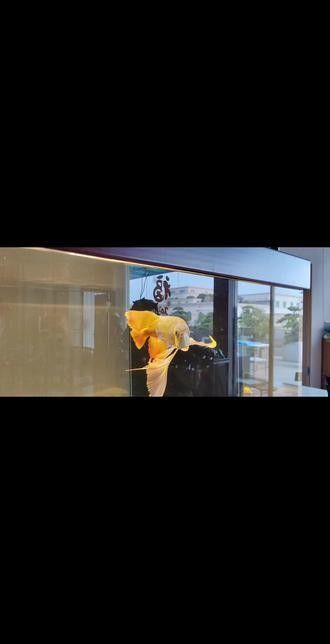 F3和F4紅龍魚哪個更值錢？（f3和f4紅龍魚哪個更值錢）