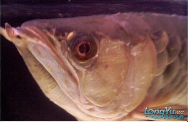 哪些情況下龍魚身上會長白色痘痘（魚身上出現白色痘痘的情況可能由多種原因引起，以下是一些常見情況） 哪些情況下龍魚身上會長白色痘痘（魚身上出現白色痘痘的情況可能由多種原因引起，以下是一些常見情況） 龍魚百科 第3張