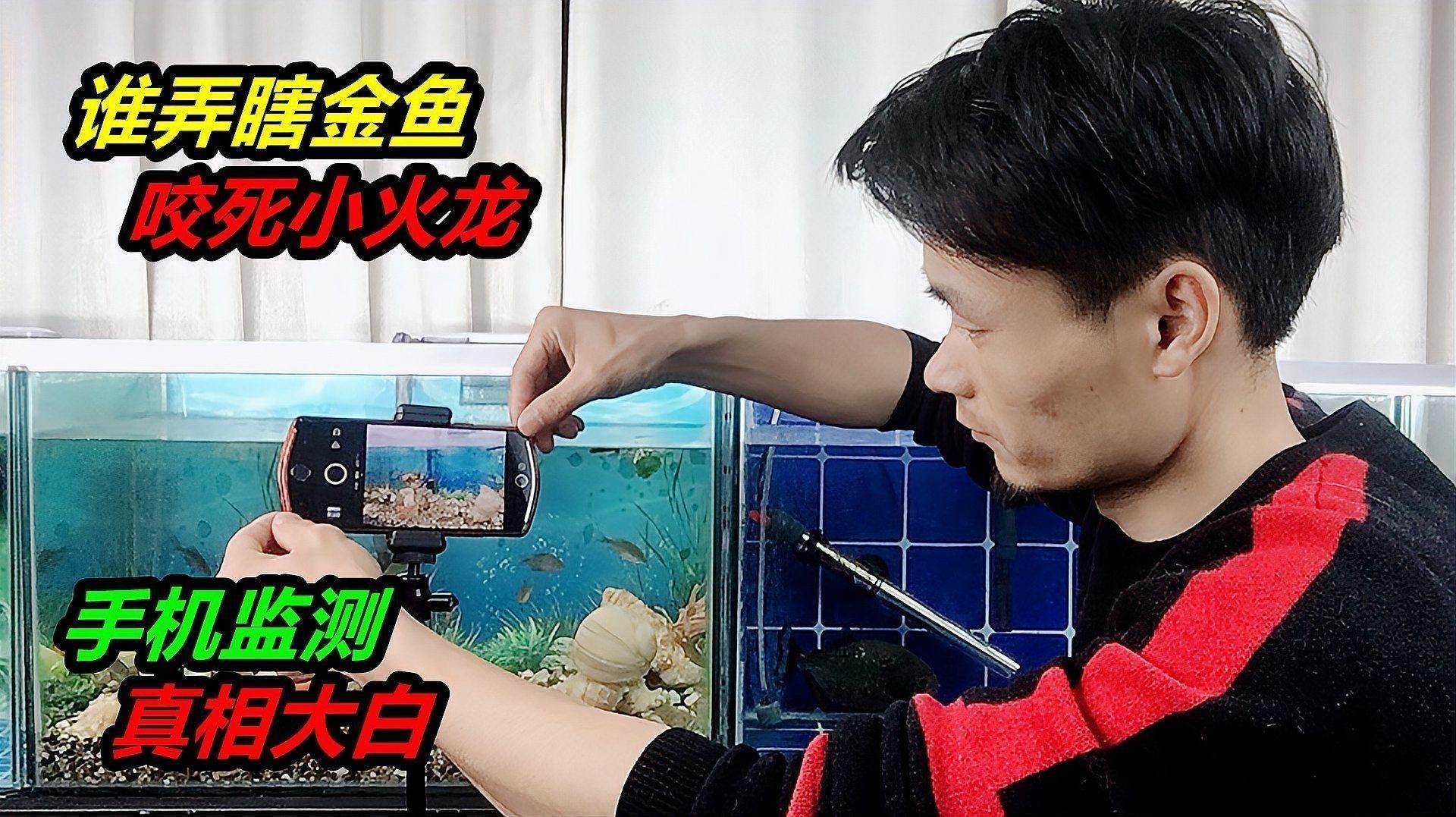火龍魚和金魚混養(yǎng)案例（火龍魚和金魚混養(yǎng)的注意事項） 火龍魚和金魚混養(yǎng)案例（火龍魚和金魚混養(yǎng)的注意事項） 龍魚百科 第1張