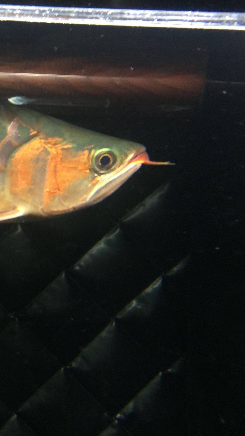 這龍魚是鯊魚嘴嗎（這個龍魚是鯊魚嘴嗎？）