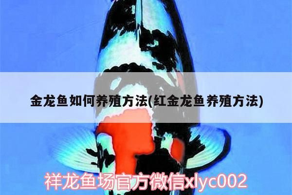 金龍魚如何養殖方法(紅金龍魚養殖方法)（金龍魚如何養殖方法）