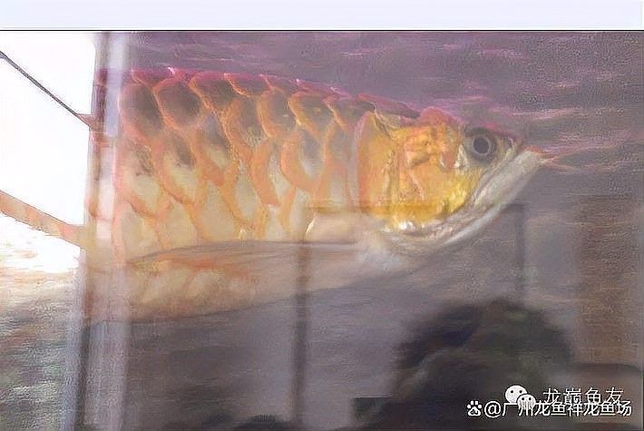如何預(yù)防龍魚再次受驚（如何預(yù)防龍魚受驚？）