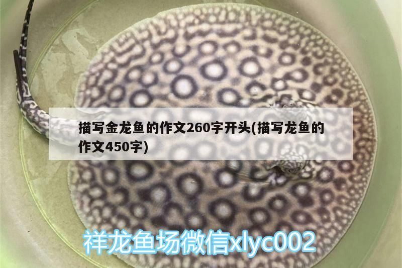 描寫金龍魚的作文260字開頭(描寫龍魚的作文450字)（描寫金龍魚的作文260字開頭）