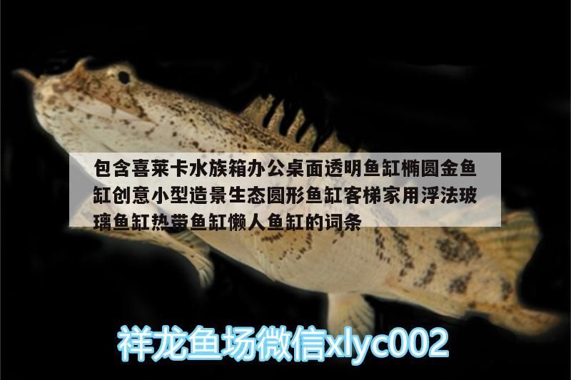 包含喜萊卡水族箱辦公桌面透明魚缸橢圓金魚缸創(chuàng)意小型造景生態(tài)圓形魚缸客梯家用浮法玻璃魚缸熱帶魚缸懶人魚缸的詞條（喜萊卡水族箱辦公桌面透明魚缸怎么選） 包含喜萊卡水族箱辦公桌面透明魚缸橢圓金魚缸創(chuàng)意小型造景生態(tài)圓形魚缸客梯家用浮法玻璃魚缸熱帶魚缸懶人魚缸的詞條（喜萊卡水族箱辦公桌面透明魚缸怎么選） 觀賞魚百科