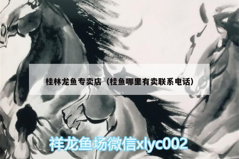 桂林龍魚專賣店（桂魚哪里有賣聯系電話）（桂林龍魚專賣店怎么找） 桂林龍魚專賣店（桂魚哪里有賣聯系電話）（桂林龍魚專賣店怎么找） 觀賞魚百科 第2張