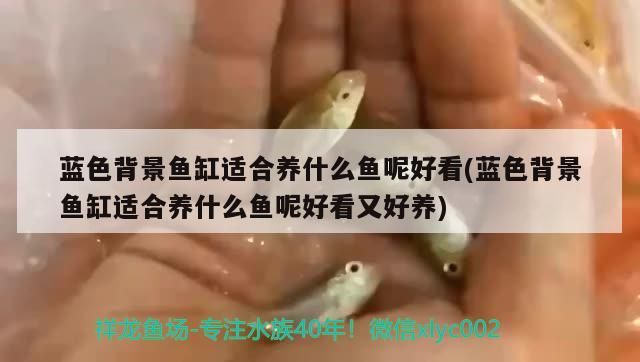 藍色背景魚缸適合養什么魚呢好看(藍色背景魚缸適合養什么魚呢好看又好養)（藍色背景魚缸適合養什么魚）