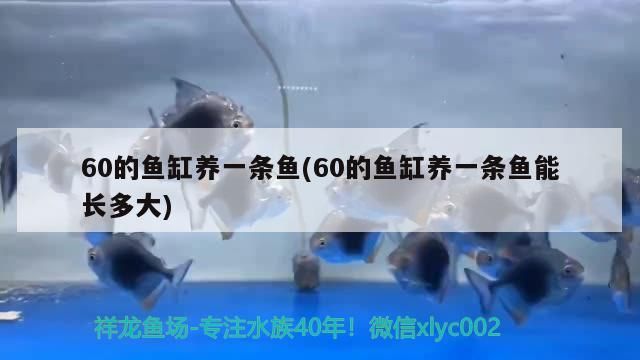 60的魚缸養一條魚(60的魚缸養一條魚能長多大)（60的魚缸養一條魚能長多大） 60的魚缸養一條魚(60的魚缸養一條魚能長多大)（60的魚缸養一條魚能長多大） 觀賞魚百科