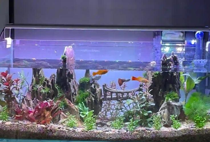 成品缸和定制缸哪個更耐用(探討成品缸和定制缸哪個更耐用哪個更耐用) 龍魚百科 第2張 成品缸和定制缸哪個更耐用(探討成品缸和定制缸哪個更耐用哪個更耐用) 成品缸和定制缸哪個更耐用(探討成品缸和定制缸哪個更耐用哪個更耐用) 龍魚百科 第2張