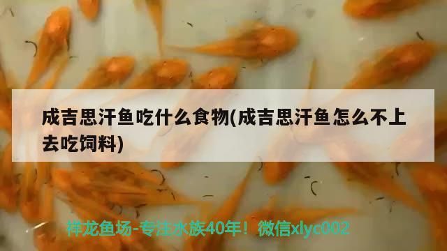 成吉思汗魚吃什么食物(成吉思汗魚怎么不上去吃飼料)（成吉思汗魚吃什么食物）