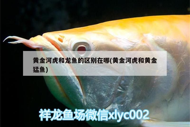 黃金河虎和龍魚的區別在哪(黃金河虎和黃金猛魚)（黃金河虎和黃金河虎和龍魚的區別在哪，和龍魚的區別在哪）