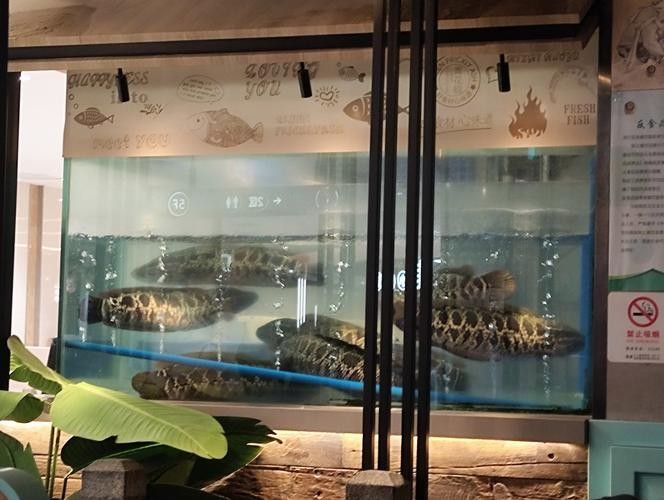 鐵嶺哪個水族館龍魚好？祥龍魚場龍魚（廣州祥龍魚場，青松龍魚水族館boss直聘聽）