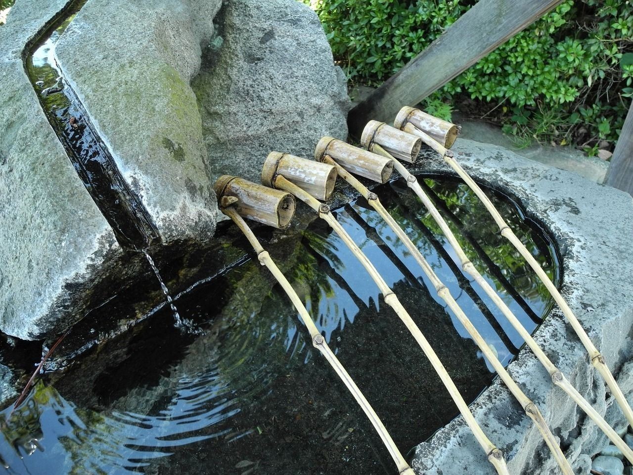 龍利魚和巴沙魚的區別（巴沙魚和龍利魚柳和龍利魚的區別，巴沙魚和龍利魚柳的區別）