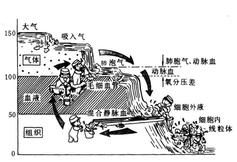 如何模擬生理氧分壓？（模擬生理氧分壓的一個基本流程） 如何模擬生理氧分壓？（模擬生理氧分壓的一個基本流程） 龍魚百科 第4張
