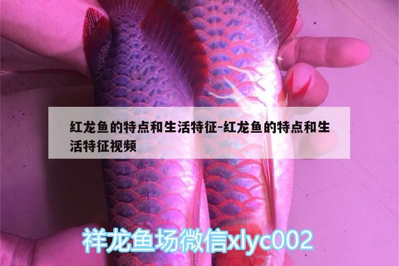 紅龍魚的特點和生活特征:紅龍魚的特點和生活特征視頻（紅龍魚的特點和生活習性和生活習性和生活習性和需求） 紅龍魚的特點和生活特征:紅龍魚的特點和生活特征視頻（紅龍魚的特點和生活習性和生活習性和生活習性和需求） 觀賞魚百科